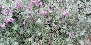 Silver Plant
