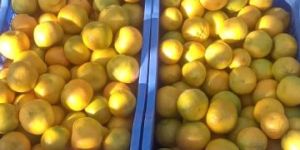 Farm-fresh Orange