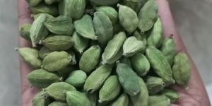 Green Cardamom