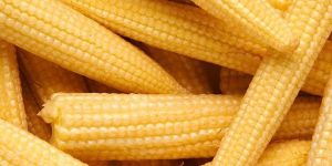 Fresh Baby Corn