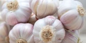 Fresh White Garlic