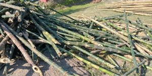 Bamboo Scrap