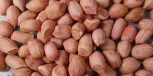 Groundnut