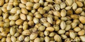 Coriander Seeds