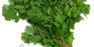 Fresh Coriander Leaves