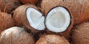 A Grade Mature Coconut