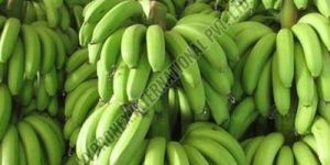 Fresh G9 Green Banana