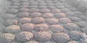 Cow Dung Cake
