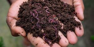 Brown Vermicompost Fertilizer