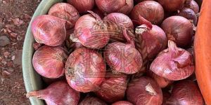 a Grade Fresh Pink Onion