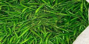 Export Quality Green Chilli