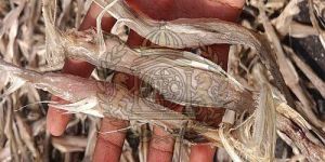 Premium Dried Ribbon Fish