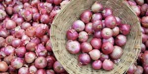 Fresh Red Onion