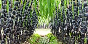 Fresh Sugarcane