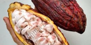 Premium Cocoa Fruit