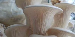 Organic Oyester Mushroom