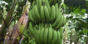 a Grade Green Banana