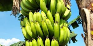 Raw Green Banana