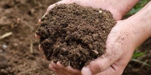 Dry Cow Dung