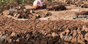Cow Dung