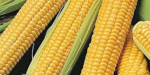 Yellow Corn