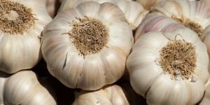 Raw White Garlic