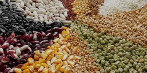 Agriculture Seeds