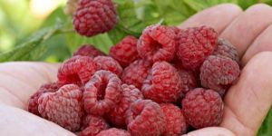Raspberry