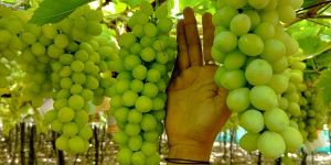 Fresh Grapes (Green)