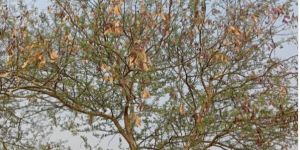 Acacia Senegal Agriculture Seeds