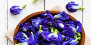 Blue Pea Butterfly Flower