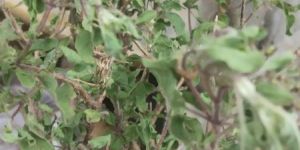 Tulsi Dry Extract- Ocimum Sanctum