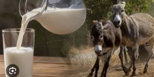 Donkey Milk