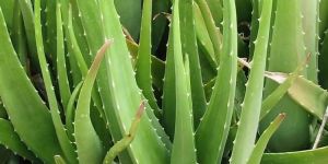 Barbadensis Miller Aloe Vera Plant