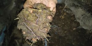 Earthworm
