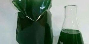 Spirulina Mother Culture Paste