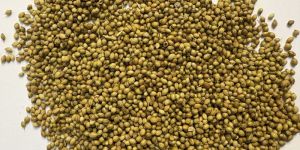 Coriander Seeds