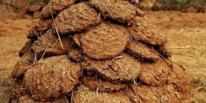 Cow Dung Cakes