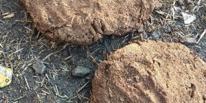 Cow Dung
