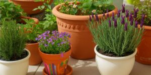 Flower Pot