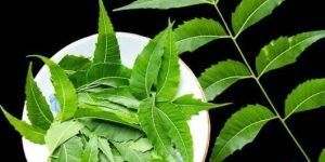 Neem Leaf