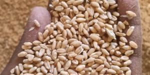 Wheat Grains