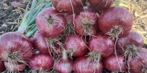 Hybrid Red Onion