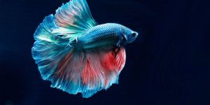Betta Fish