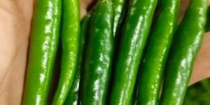 G4 Gauri Green Chili