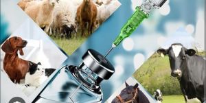 Veterinary Medicines