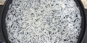 1509 Steam Basmati Rice