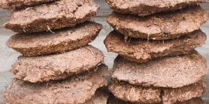 Cow Dung Cake