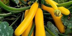 Fresh Golden Zucchini