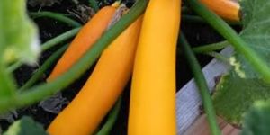 Fresh Yellow Zucchini
